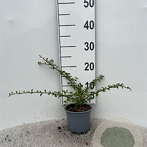 Cotoneaster suec. 'Skogholm' 20-25 cm C1.3