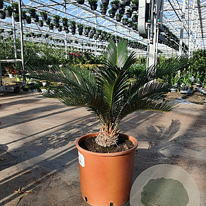 Cycas revoluta GM C6L