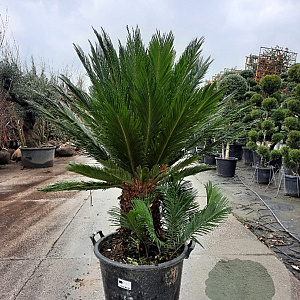 Cycas revoluta 30 cm stam container