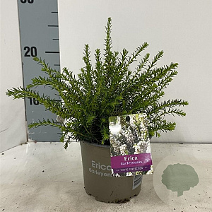 Erica darl. 'White Perfection' 10-12 cm P12