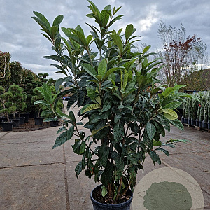 Eriobotrya japonica 150-175 cm 45L