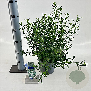 Eriostemon myoporoides 30-40 cm 3,0L