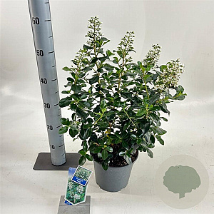 Escallonia 'Iveyi' 30-40 cm 3,0L
