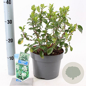 Escallonia 'Iveyi' 30-40 cm 3,0L