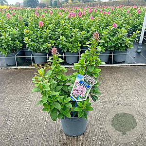 Escallonia laevis Pink Elle 30-40 cm 3,0L