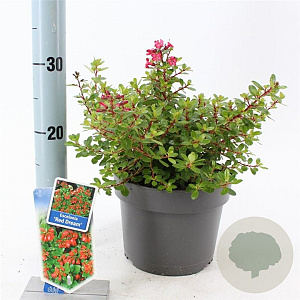 Escallonia 'Red Dream' 30-40 cm 3,0L