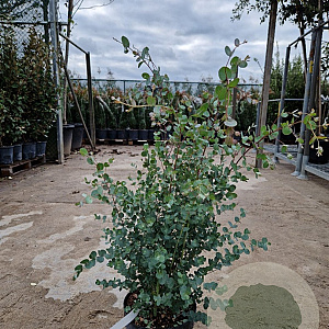 Eucalyptus gunnii 60-80 cm 6L
