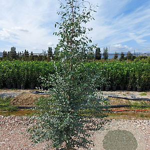 Eucalyptus gunnii 200-250 cm 18L