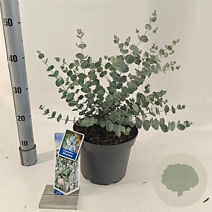 Eucalyptus gunnii Silverana 30-40 cm 5,0L