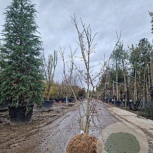 Euonymus europaeus 125-150 cm draadkluit meerstammig