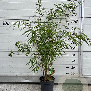 Fargesia scabrida 'Asian Wonder' 60-80 cm 5,0L