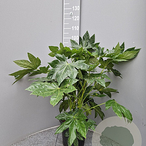 Fatsia japonica 60-80 cm 10L