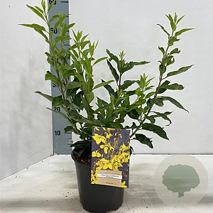 Forsythia int. Minigold 40-50 cm 2,0L