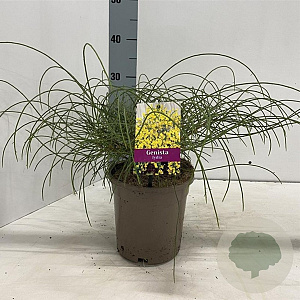 Genista lydia 30-40 cm 2,0L
