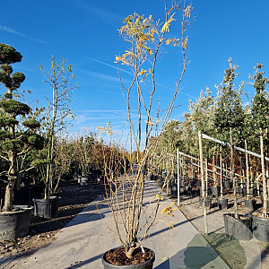 Gleditsia triac. 'Sunburst' 250-300 cm container meerstammig