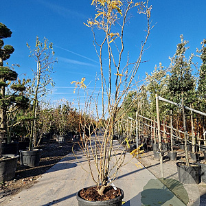 Gleditsia triac. 'Sunburst' 250-300 cm container meerstammig