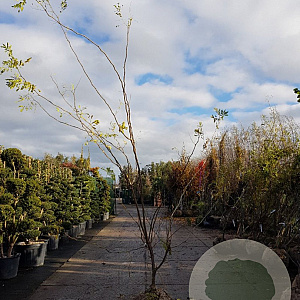 Gleditsia triac. 'Sunburst' 300-350 cm draadkluit