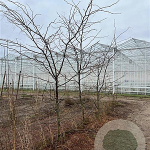 Gleditsia triac. 'Sunburst' 300-350 cm draadkluit