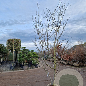 Gleditsia triac. 'Sunburst' 300-350 cm draadkluit