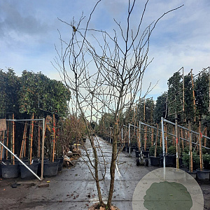Gleditsia triac. 'Sunburst' 300-350 cm draadkluit meerstammig solitair
