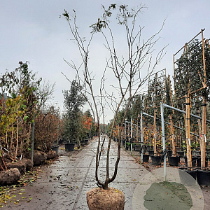 Gleditsia triac. 'Sunburst' 300-350 cm draadkluit meerstammig solitair