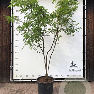 Gleditsia triac. 'Sunburst' 300-350 cm container meerstammig