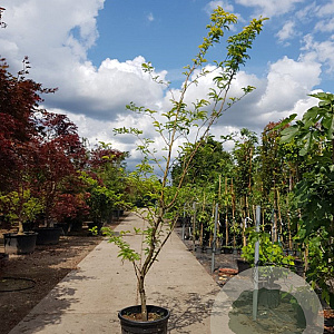 Gleditsia triac. 'Sunburst' 300-350 cm container meerstammig