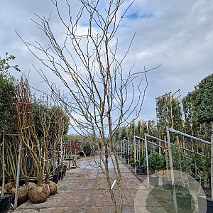 Gleditsia triac. 'Sunburst' 350-400 cm draadkluit meerstammig