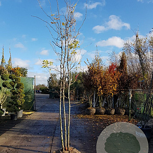 Gleditsia triac. 'Sunburst' 350-400 cm draadkluit meerstammig
