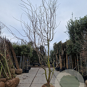 Gleditsia triac. 'Sunburst' 400-450 cm draadkluit