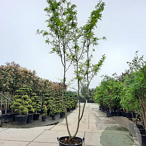 Gleditsia triac. 'Sunburst' 400-450 cm container