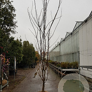 Gleditsia triac. 'Sunburst' 450-500 cm draadkluit