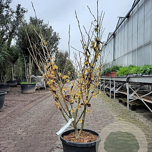 Hamamelis int. 'Arnold Promise' 100-125 cm container meerstammig