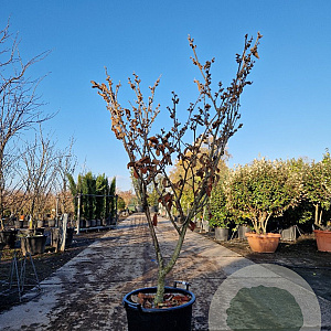 Hamamelis int. 'Jelena' 125-150 cm 35L