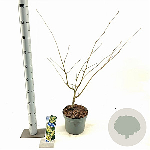 Hamamelis int. 'Pallida' 30-40 cm 5,0L