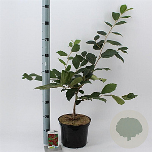 Hamamelis int. 'Rubin' 30-40 cm 5,0L