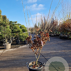 Hamamelis int. 'Ruby Glow' 150-175 cm 30L