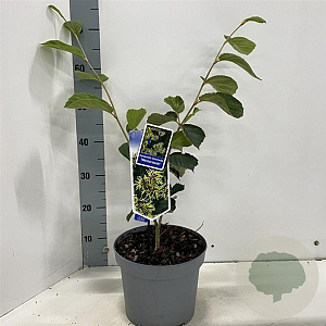 Hamamelis int. 'Westerstede' 30-40 cm 5,0L