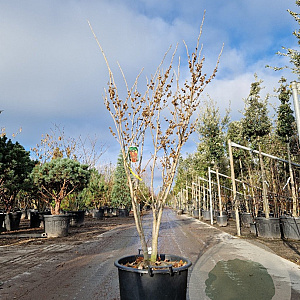Hamamelis int. 'Westerstede' 125-150 cm 35L