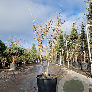 Hamamelis int. 'Westerstede' 125-150 cm 35L