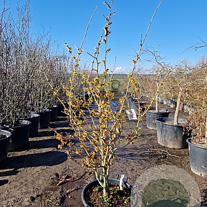 Hamamelis mollis 125-150 cm 45L
