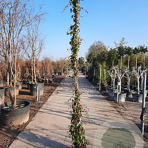 Hedera helix 250-300 cm container meerstammig