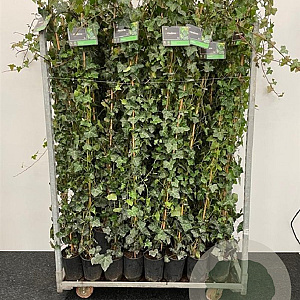 Hedera hibernica 175-200 cm 2,0L