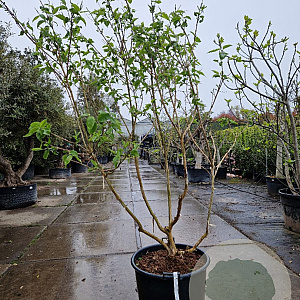 Heptacodium miconioides 200-250 cm container meerstammig solitair