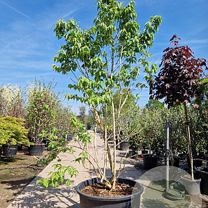 Heptacodium miconioides 250-300 cm container meerstammig
