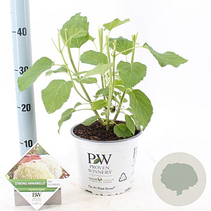 Hydrangea a. Strong Annabelle 40-50 cm 3,0L