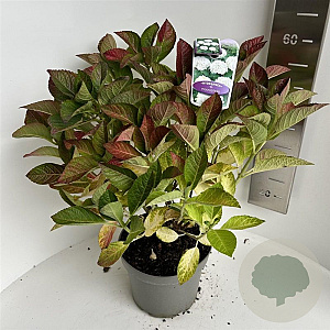 Hydrangea m. Saxon 40-50 cm  bol wit