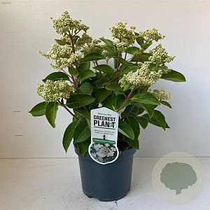 Hydrangea pan. 'Dharuma' 25-30 cm 3,0L