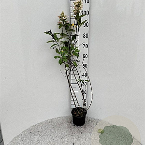 Hydrangea pan. 'Grandiflora' 60-80 cm 2,0L
