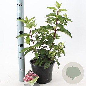 Hydrangea pan. Pinky Winky 25-30 cm 2,0L